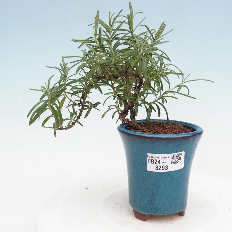 Pokojová bonsai - Rozmarýn lékařský-Rosmarinus officinalis