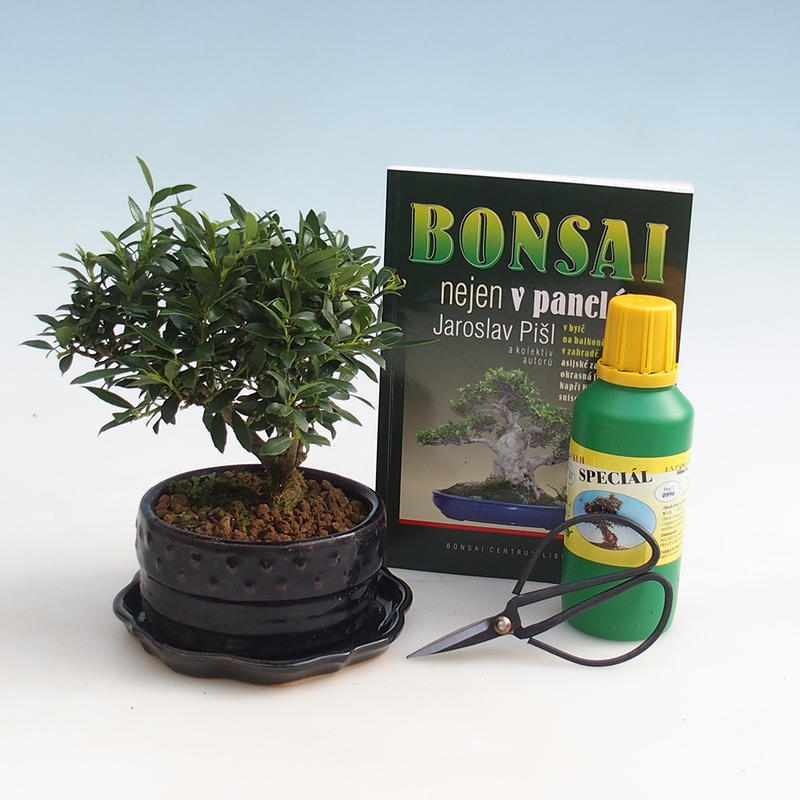 Pokojová bonsai sada