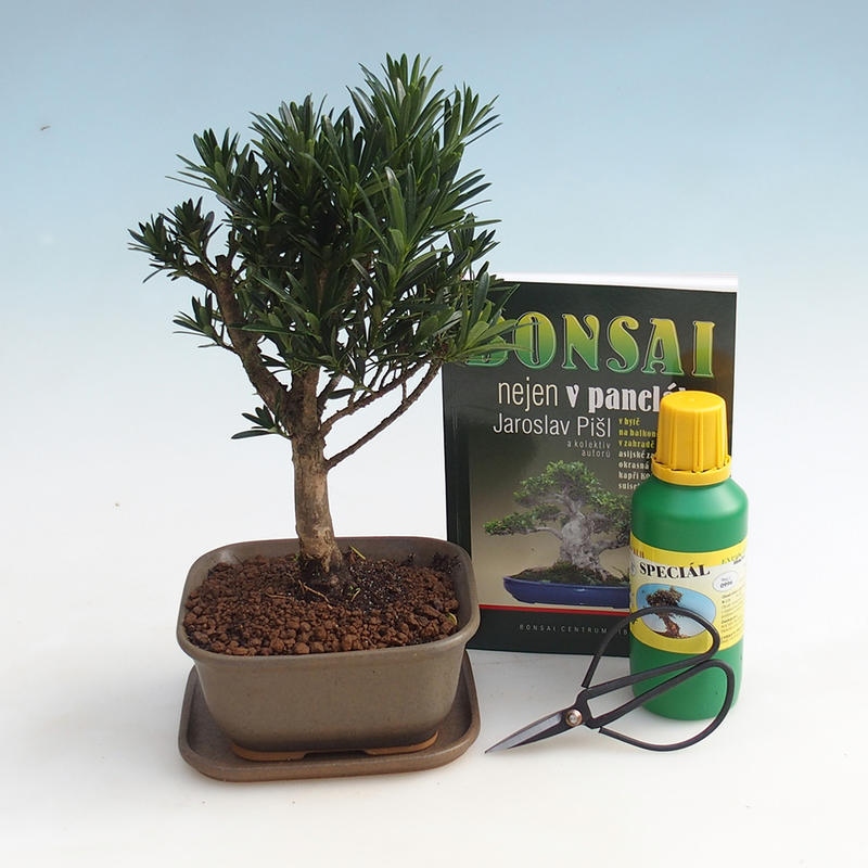 Pokojová bonsai sada