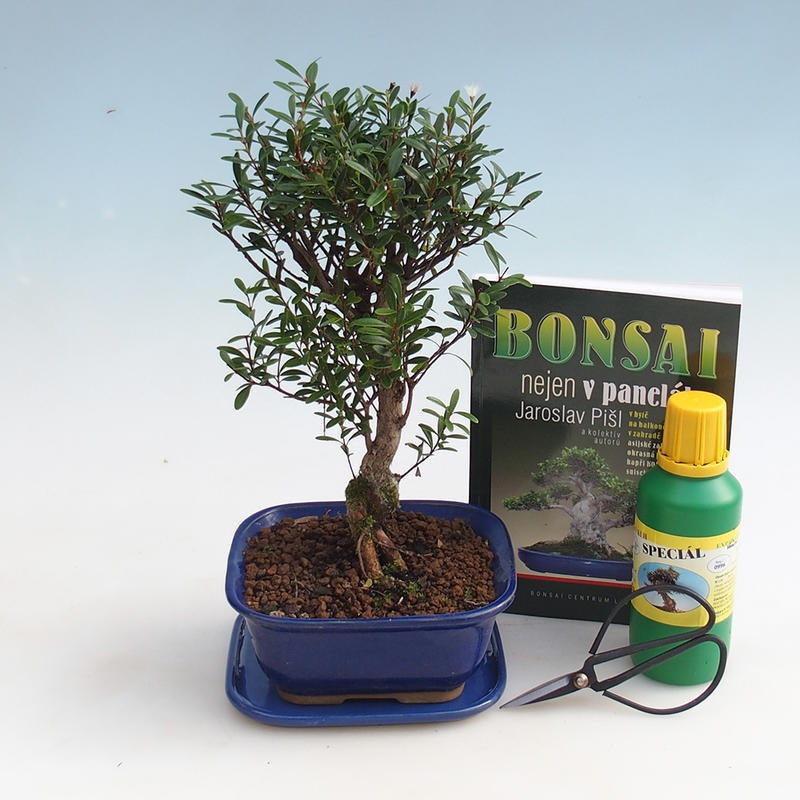 Pokojová bonsai sada