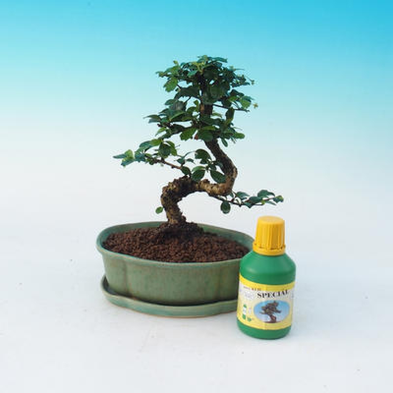 Pokojová bonsai sada