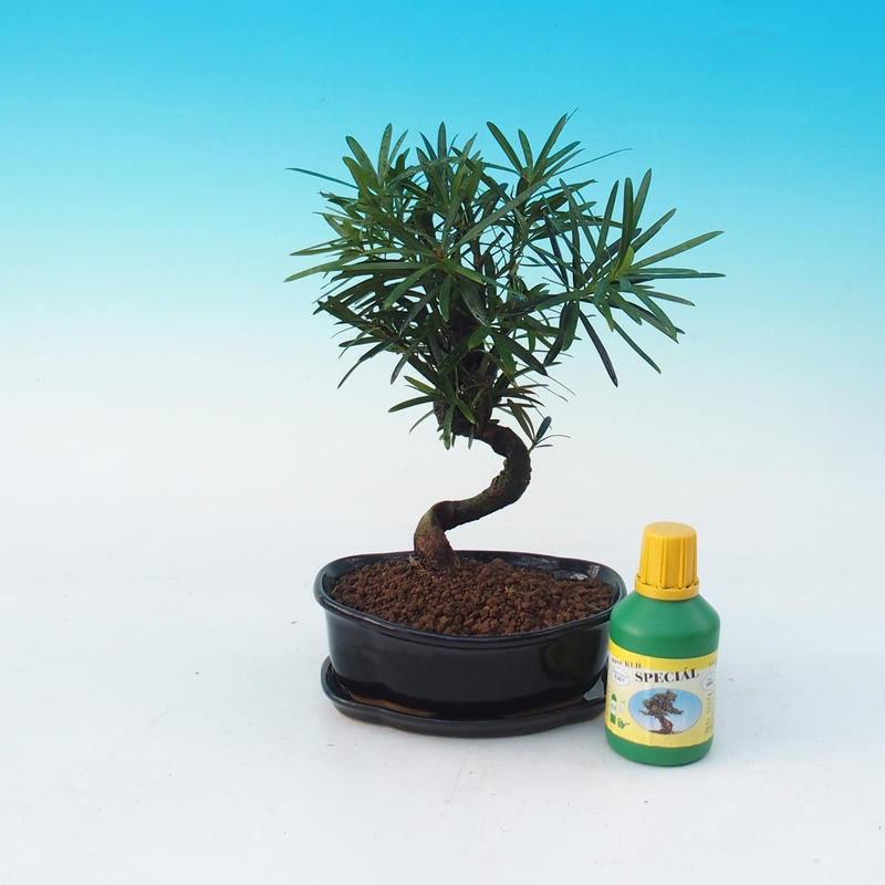 Pokojová bonsai sada Podocarpus - Kamenný tis