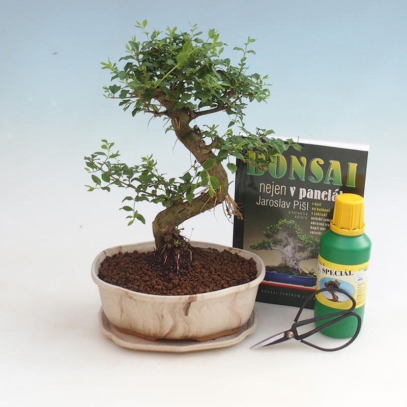 Pokojová bonsai sada