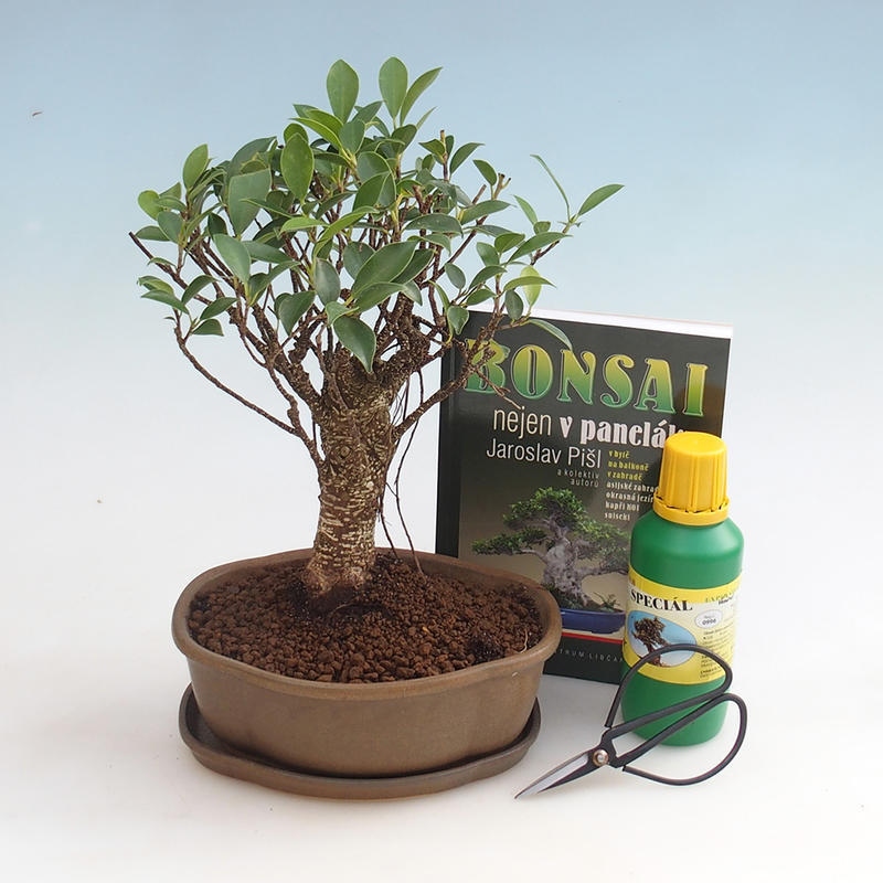 Pokojová bonsai sada