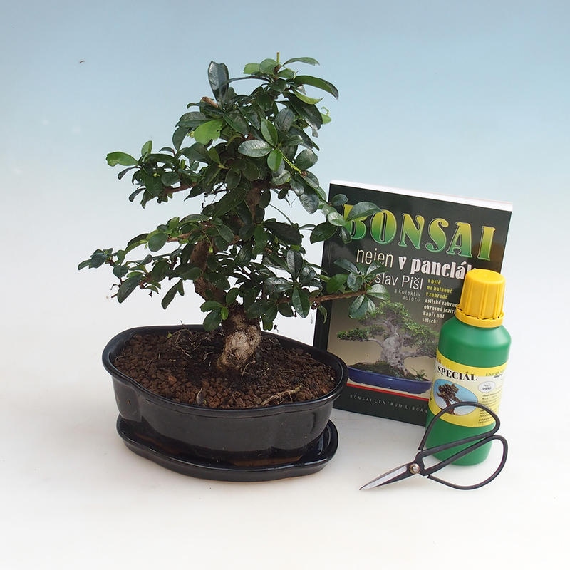 Pokojová bonsai sada