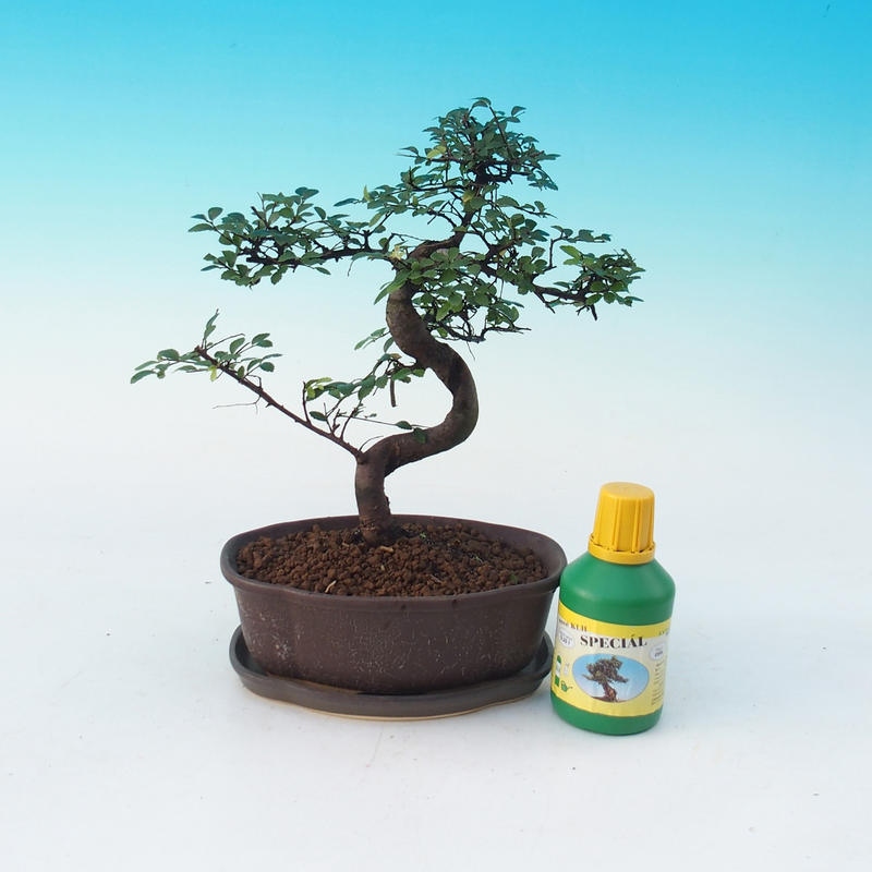 Pokojová bonsai sada Ulmus parvifolia - Jilm čínský