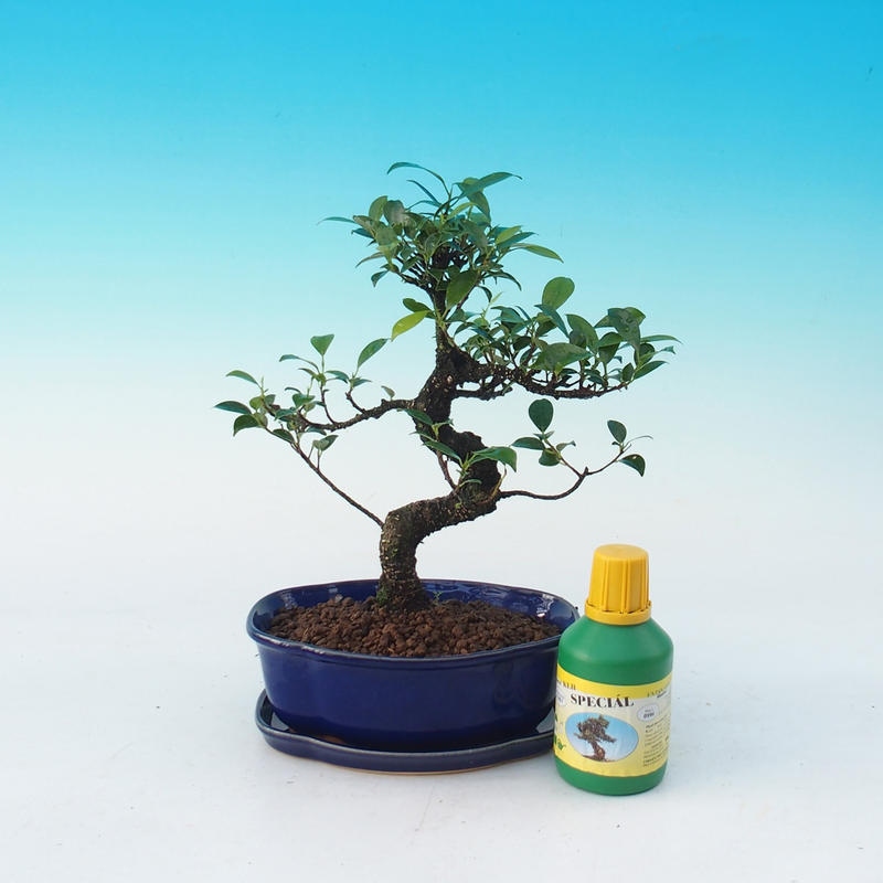 Pokojová bonsai sada Ficus retusa - Fikus malolistý