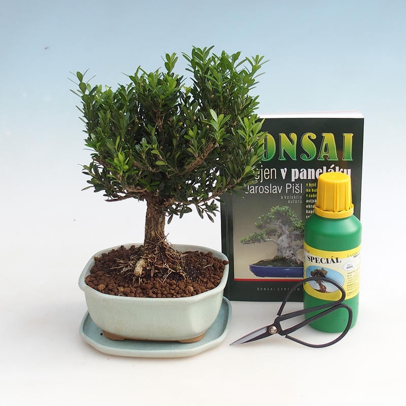 Pokojová bonsai sada