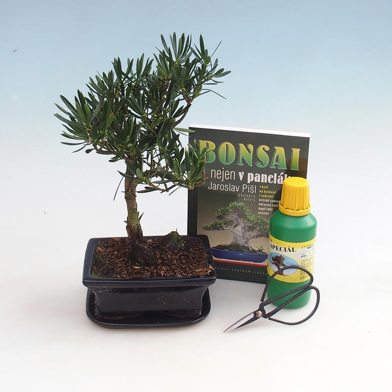 Pokojová bonsai sada