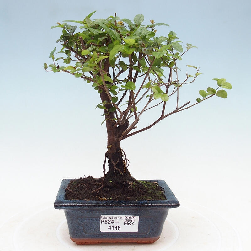 Pokojová bonsai - Sagerécie thea - Sagerécie thea