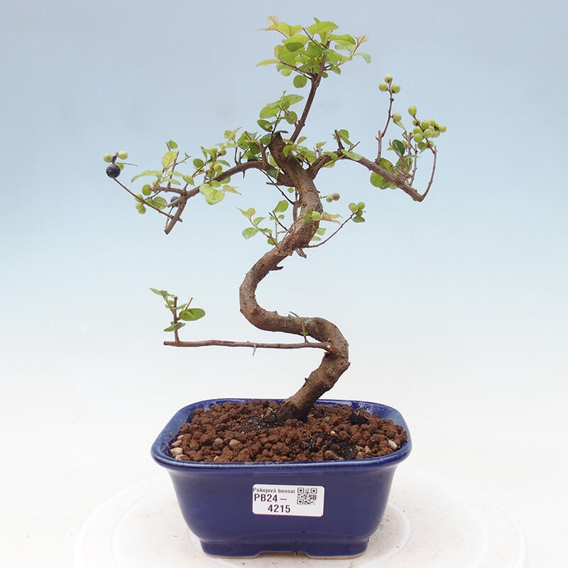 Pokojová bonsai - Sagerécie thea - Sagerécie thea