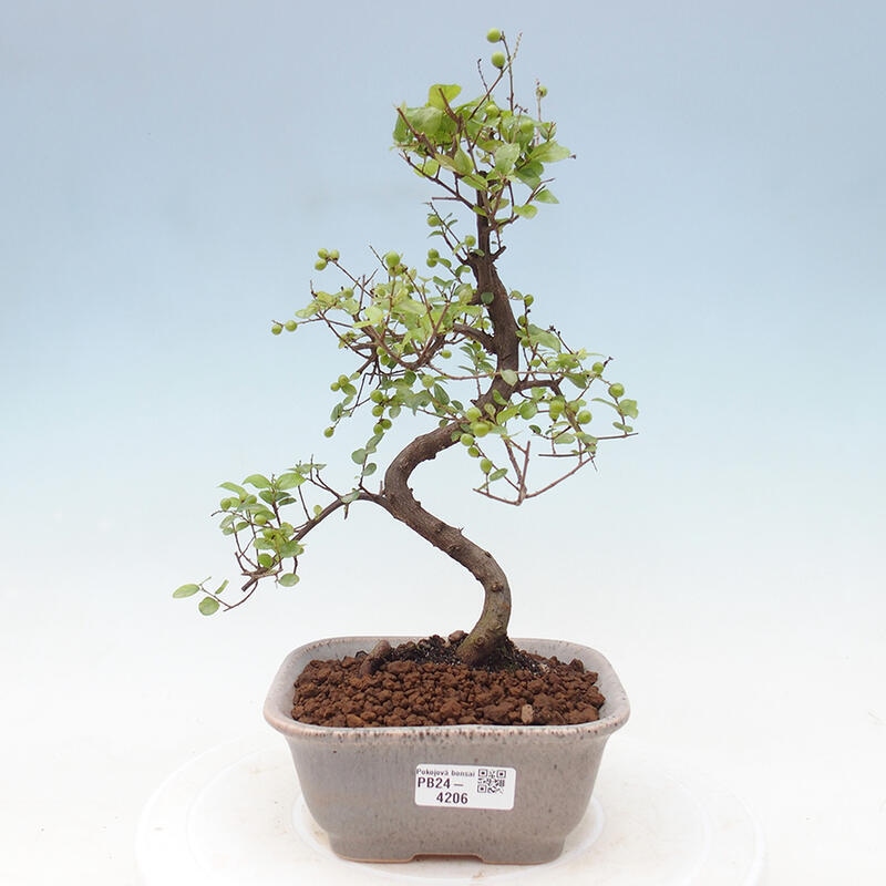 Pokojová bonsai - Sagerécie thea - Sagerécie thea