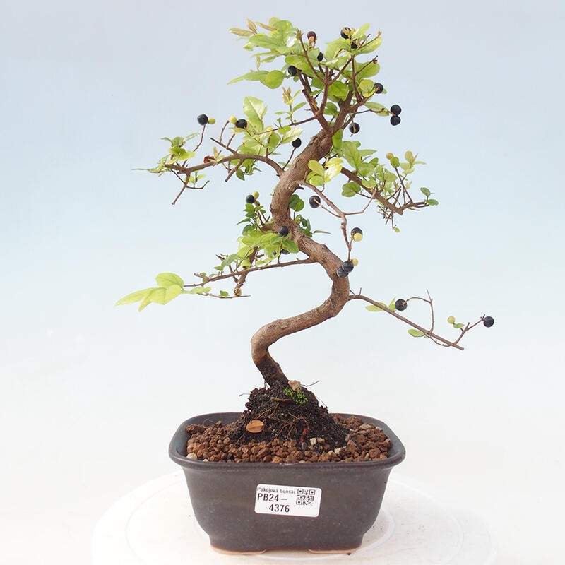 Pokojová bonsai - Sagerécie thea - Sagerécie thea