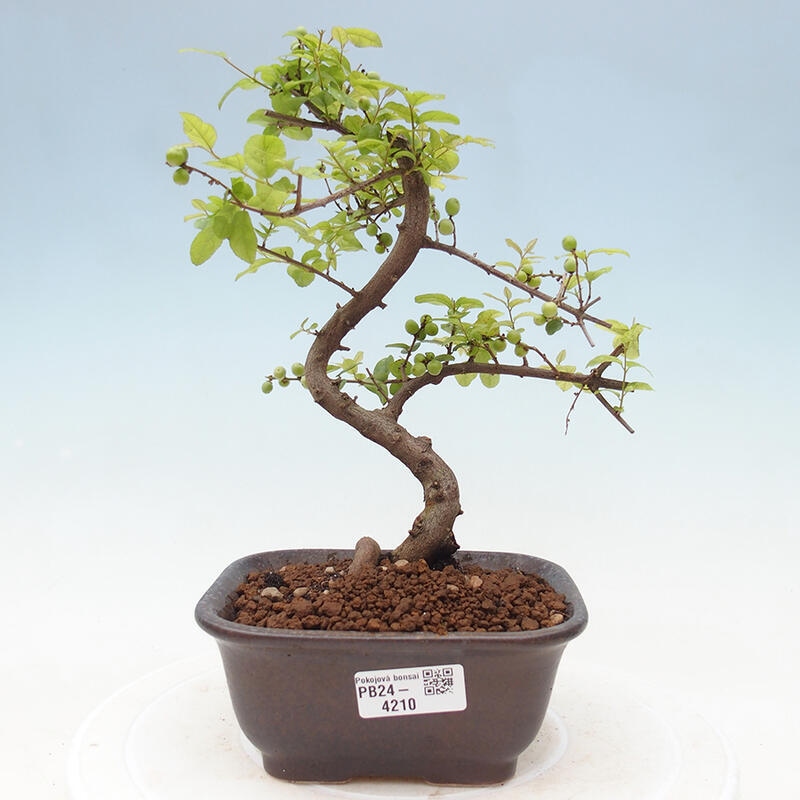 Pokojová bonsai - Sagerécie thea - Sagerécie thea