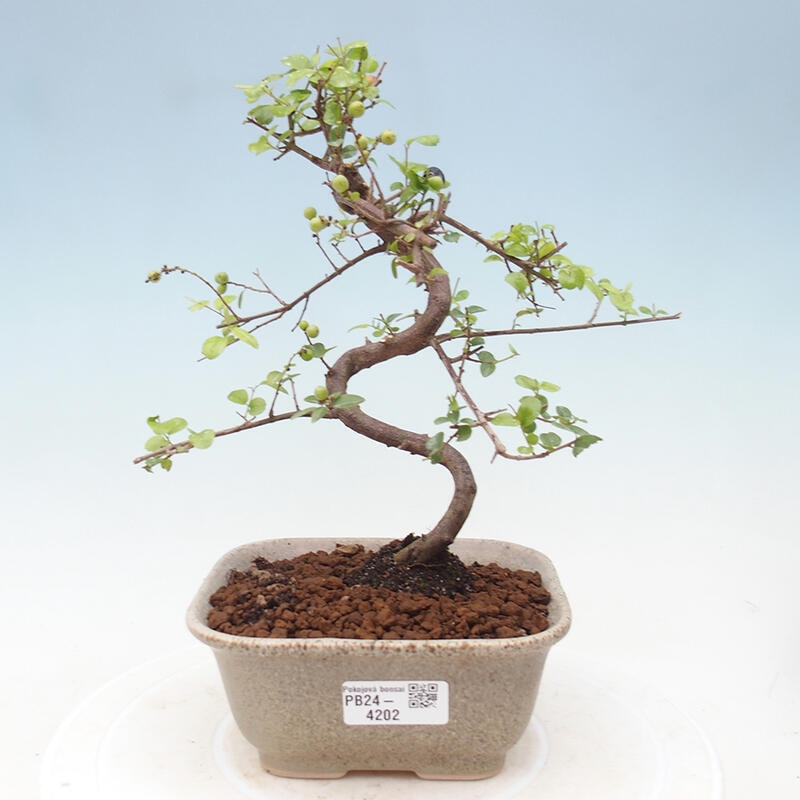 Pokojová bonsai - Sagerécie thea - Sagerécie thea