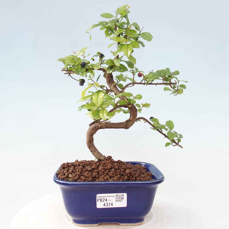 Pokojová bonsai - Sagerécie thea - Sagerécie thea