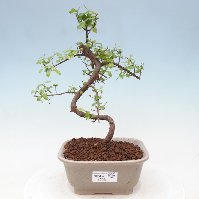 Pokojová bonsai - Sagerécie thea - Sagerécie thea