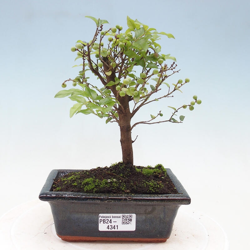 Pokojová bonsai - Sagerécie thea - Sagerécie thea