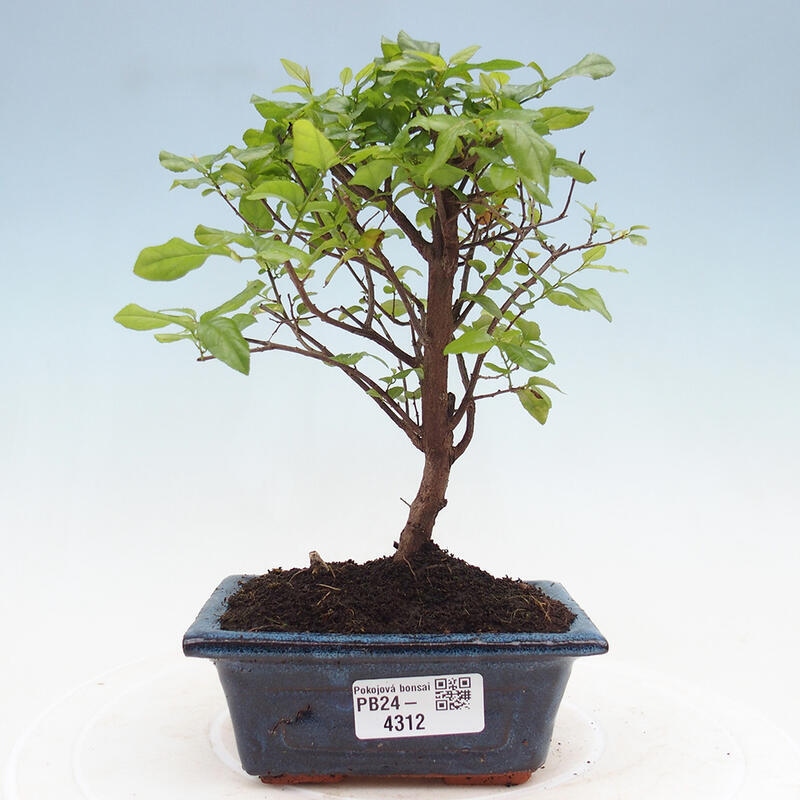 Pokojová bonsai - Sagerécie thea - Sagerécie thea