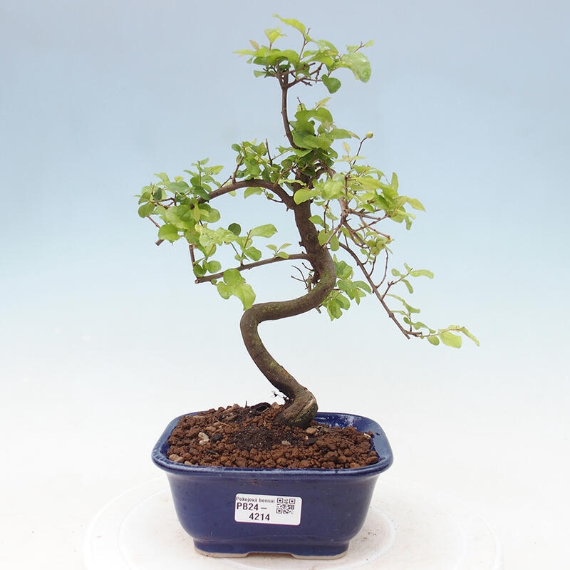 Pokojová bonsai - Sagerécie thea - Sagerécie thea