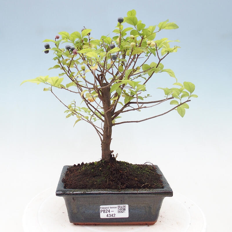 Pokojová bonsai - Sagerécie thea - Sagerécie thea