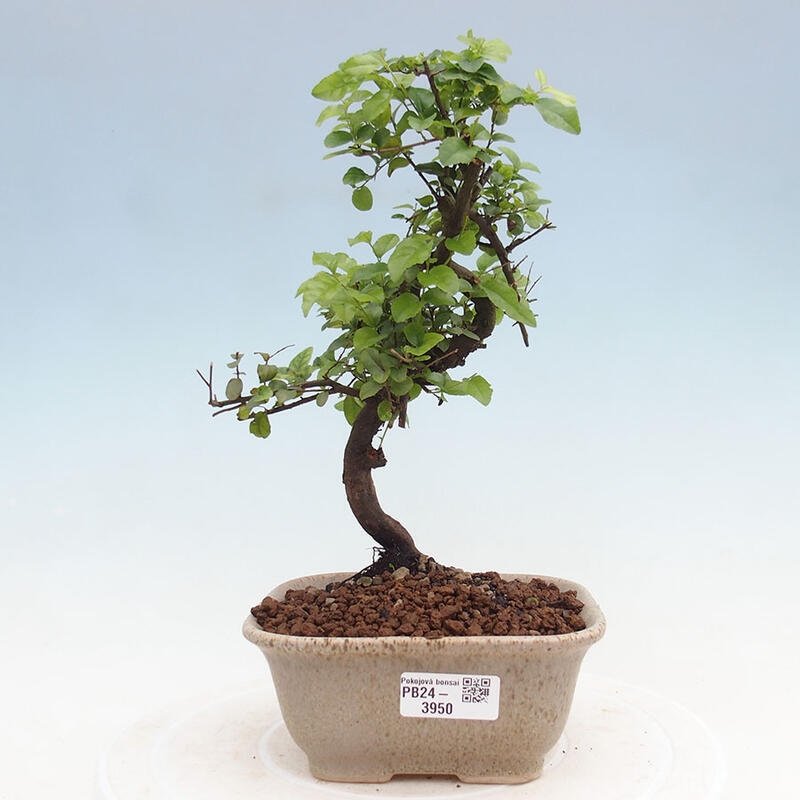 Pokojová bonsai - Sagerécie thea - Sagerécie thea