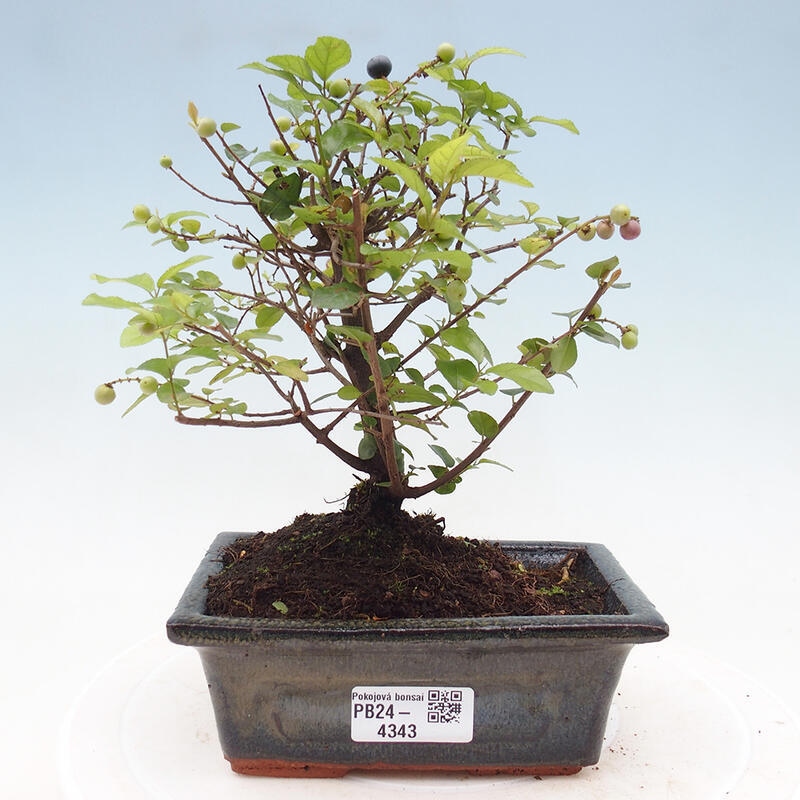 Pokojová bonsai - Sagerécie thea - Sagerécie thea