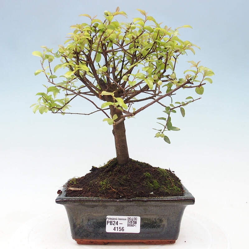 Pokojová bonsai - Sagerécie thea - Sagerécie thea