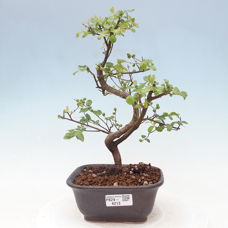 Pokojová bonsai - Sagerécie thea - Sagerécie thea