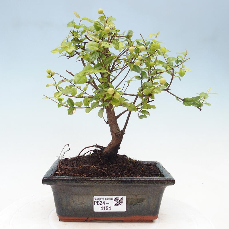 Pokojová bonsai - Sagerécie thea - Sagerécie thea