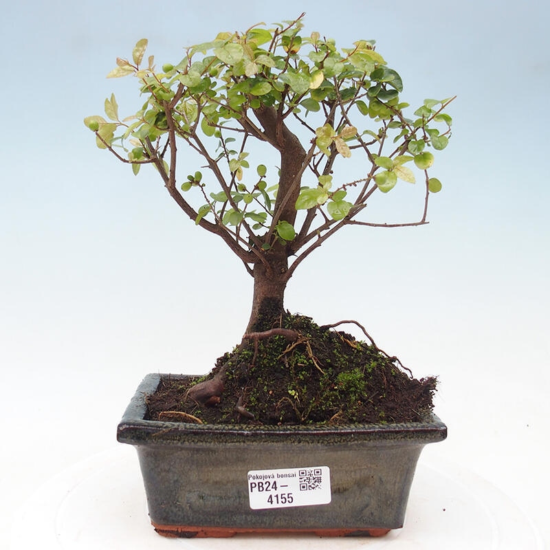 Pokojová bonsai - Sagerécie thea - Sagerécie thea