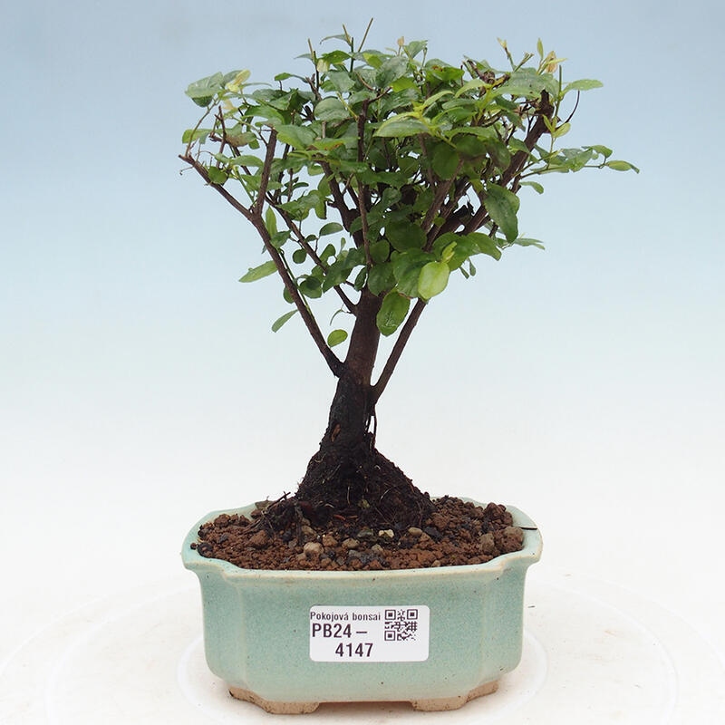 Pokojová bonsai - Sagerécie thea - Sagerécie thea