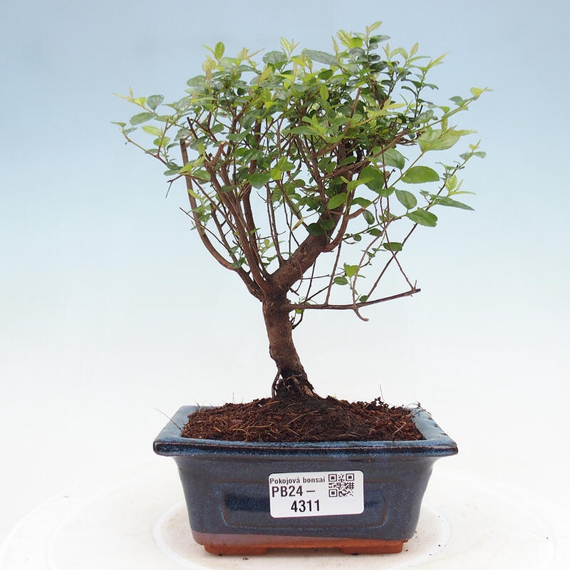 Pokojová bonsai - Sagerécie thea - Sagerécie thea