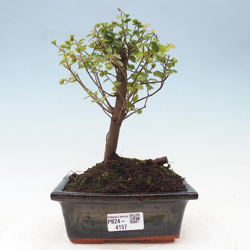 Pokojová bonsai - Sagerécie thea - Sagerécie thea