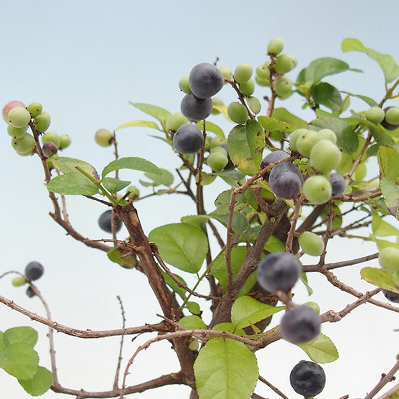 Pokojová bonsai - Sagerécie thea - Sagerécie thea