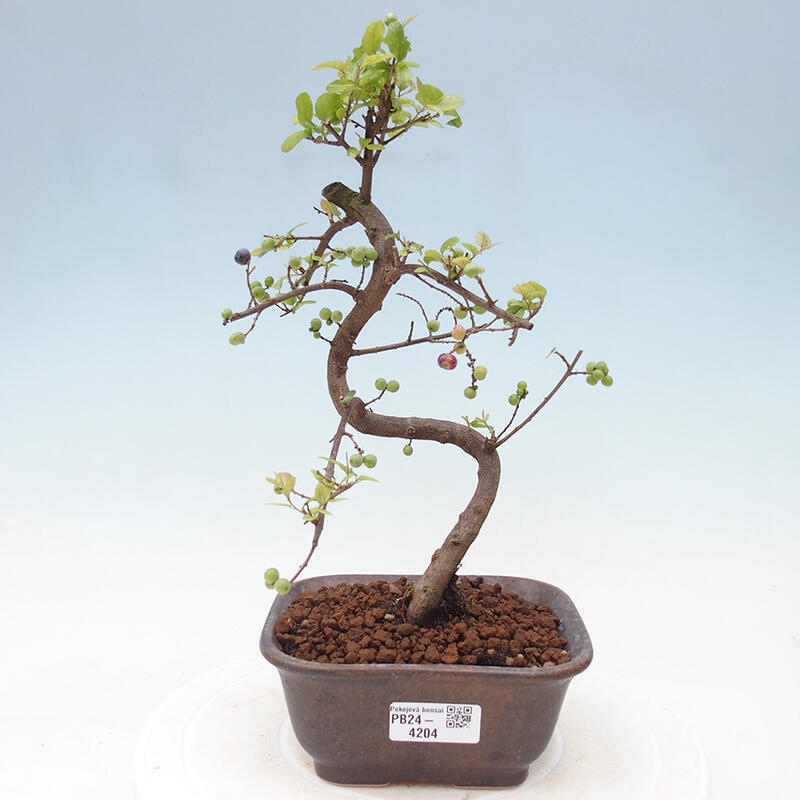 Pokojová bonsai - Sagerécie thea - Sagerécie thea