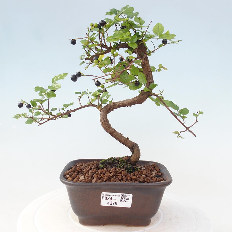 Pokojová bonsai - Sagerécie thea - Sagerécie thea