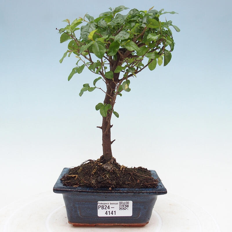 Pokojová bonsai - Sagerécie thea - Sagerécie thea