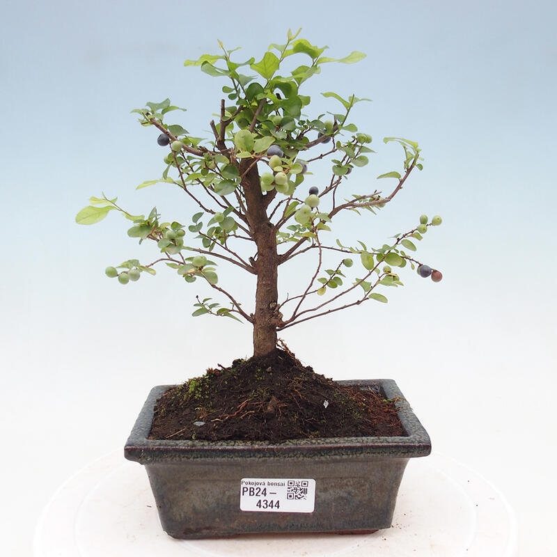 Pokojová bonsai - Sagerécie thea - Sagerécie thea