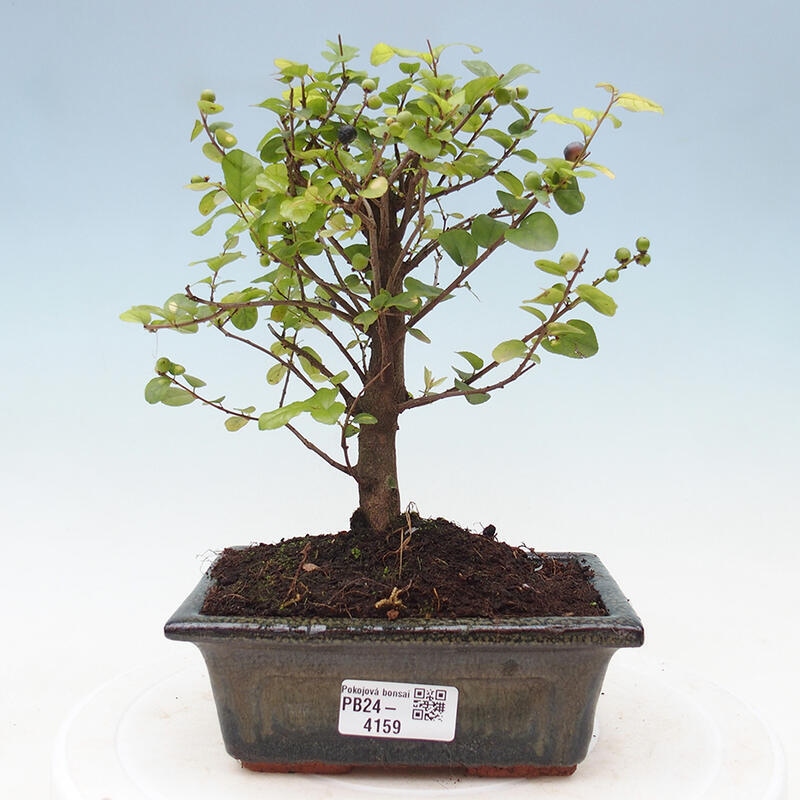 Pokojová bonsai - Sagerécie thea - Sagerécie thea