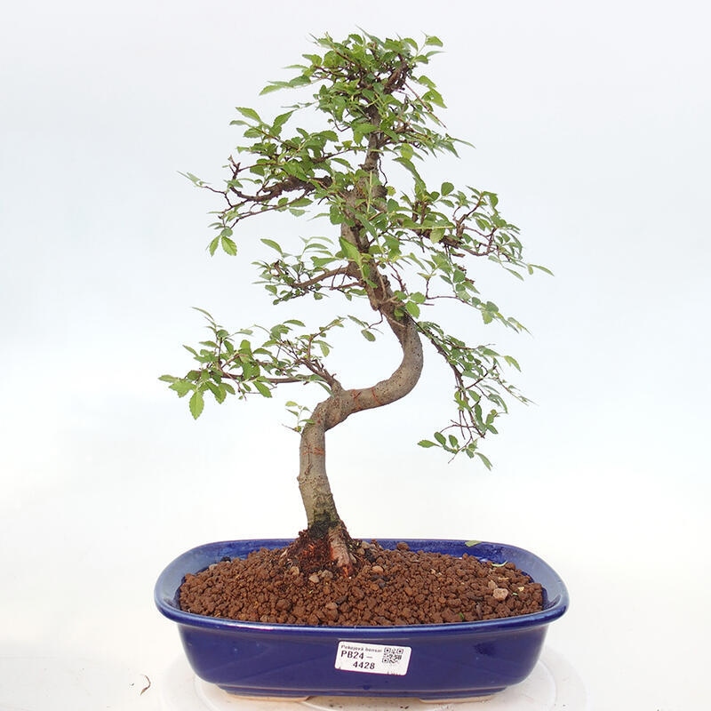 Pokojová bonsai - Ulmus parvifolia - Malolistý jilm