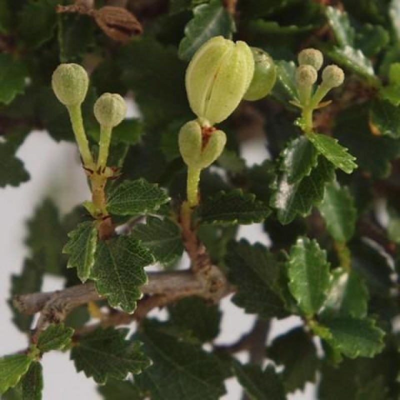 Pokojová bonsai - Ulmus parvifolia - Malolistý jilm