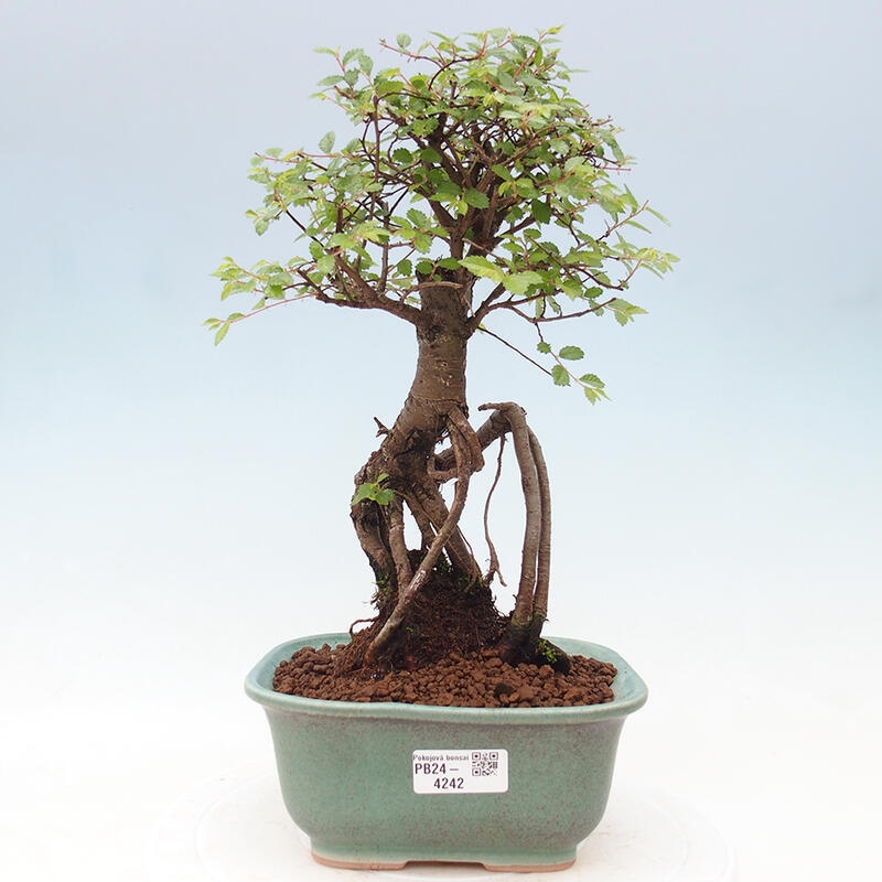 Pokojová bonsai - Ulmus parvifolia - Malolistý jilm