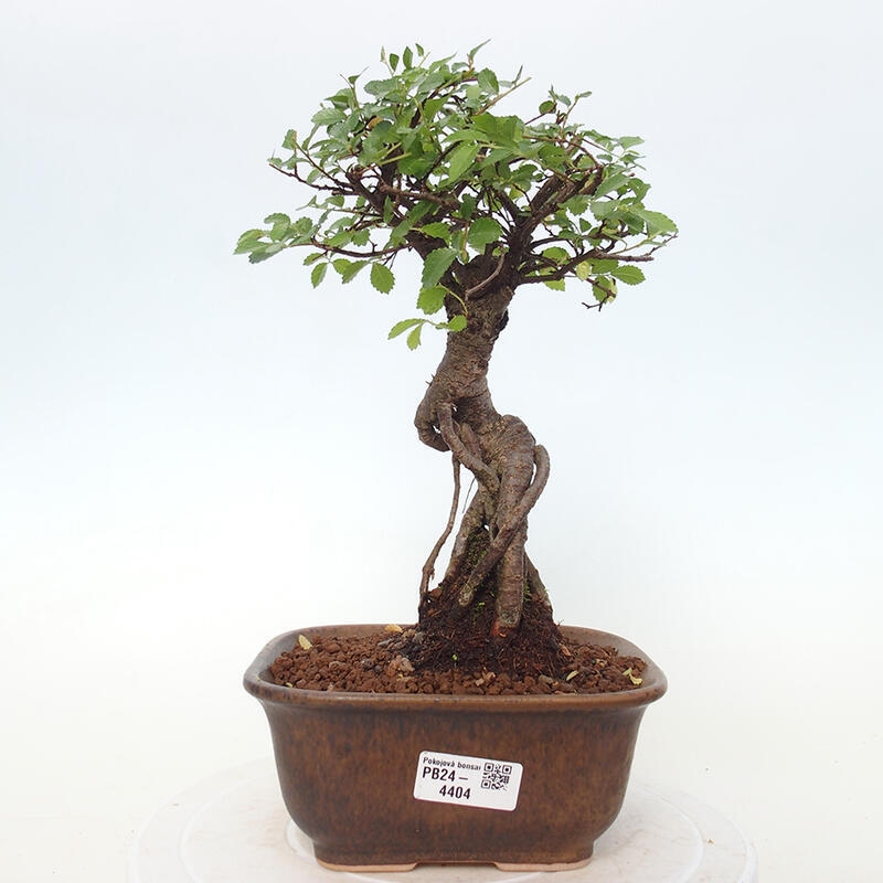 Pokojová bonsai - Ulmus parvifolia - Malolistý jilm