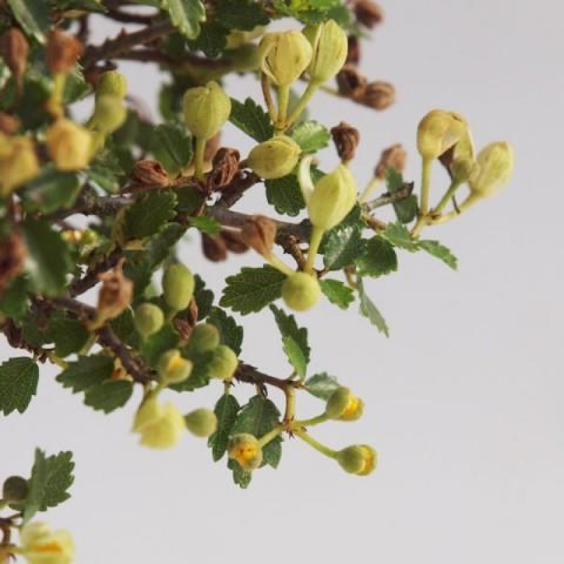 Pokojová bonsai - Ulmus parvifolia - Malolistý jilm