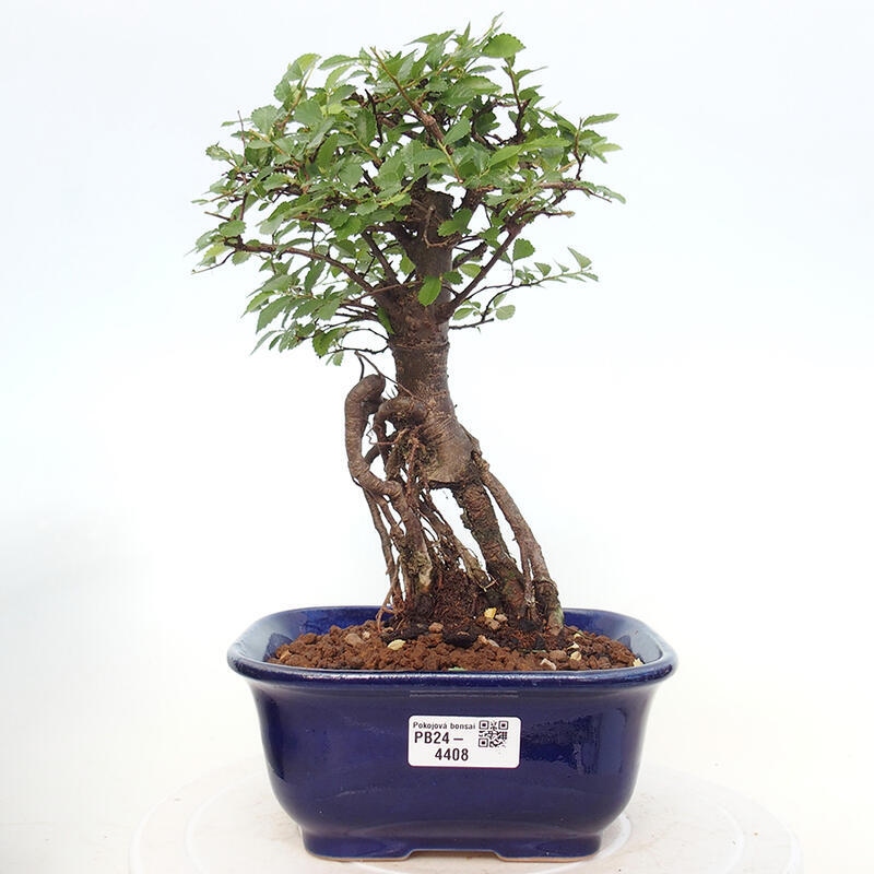 Pokojová bonsai - Ulmus parvifolia - Malolistý jilm