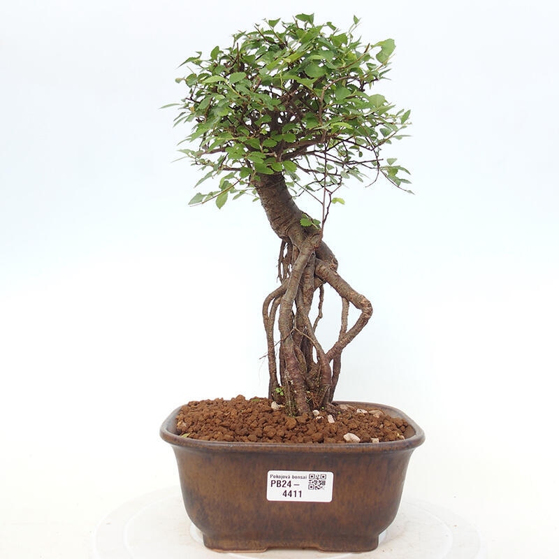 Pokojová bonsai - Ulmus parvifolia - Malolistý jilm