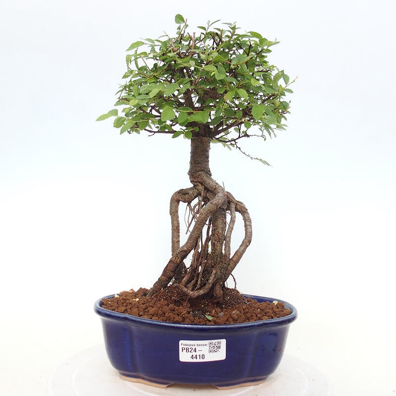 Pokojová bonsai - Ulmus parvifolia - Malolistý jilm