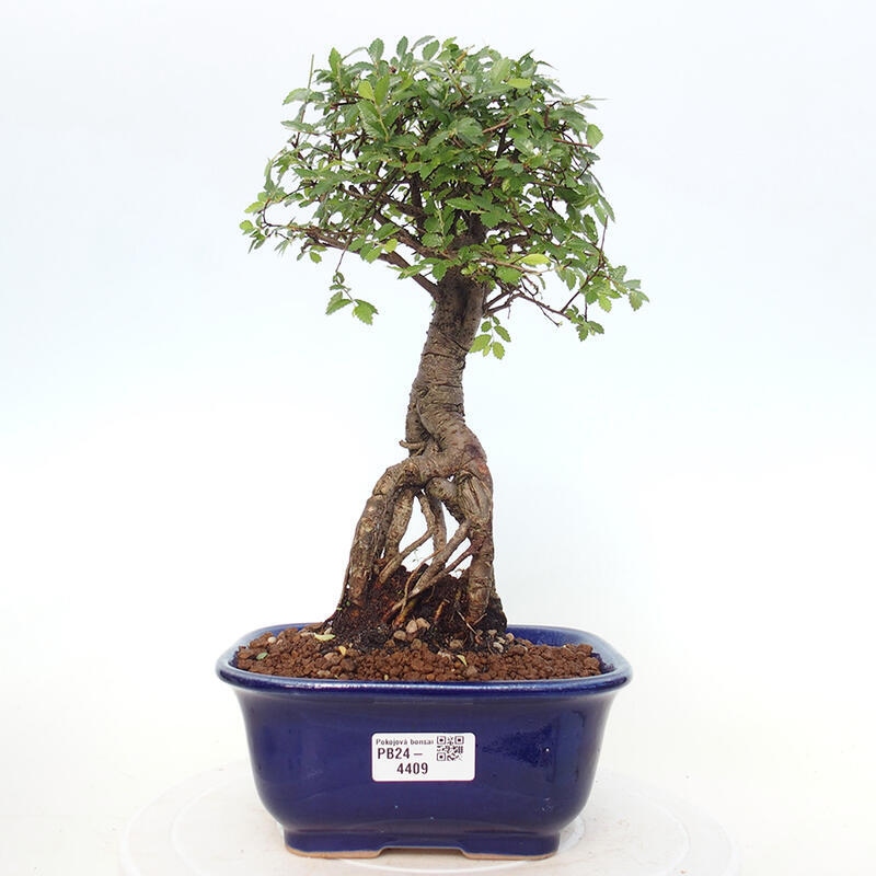 Pokojová bonsai - Ulmus parvifolia - Malolistý jilm