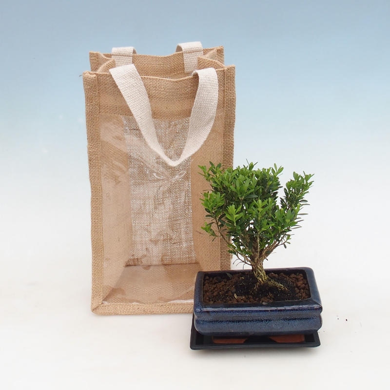 Pokojová bonsai v dárkové tašce - JUTA Buxus harlandii-Korkový buxus